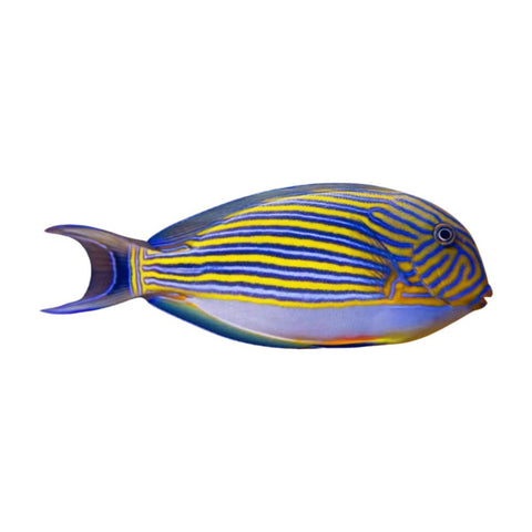 Clown Tang - Apex AquaticClown Tang