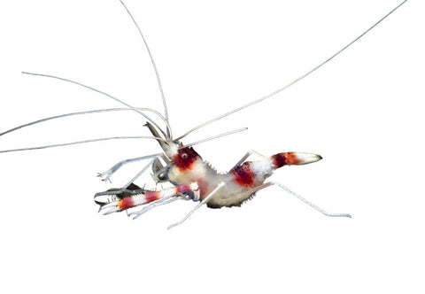 Coral Banded Shrimp - Apex AquaticCoral Banded Shrimp