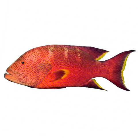 Coronation Cod