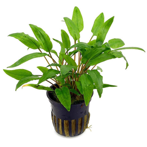 Crypt Wendtii Green - Apex AquaticCrypt Wendtii Green