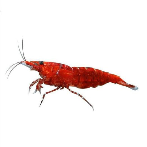 Bloody Mary Shrimp