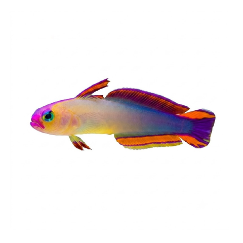 Decora Firefish