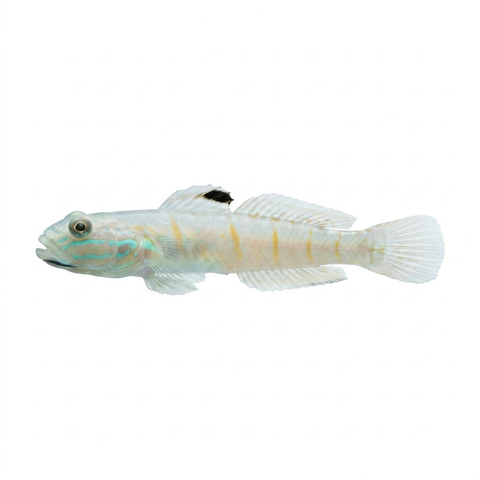Decorated sleeper goby