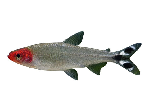 Diamond Head Rummynose Tetra - Apex AquaticDiamond Head Rummynose Tetra