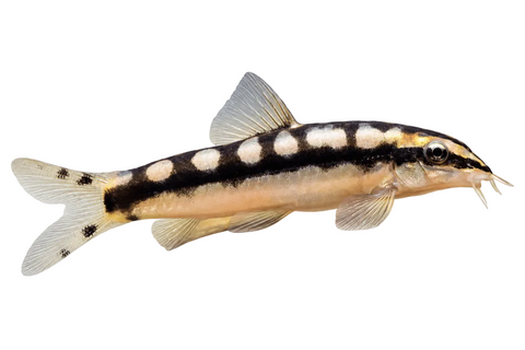 Dwarf Chain Loach - Apex AquaticDwarf Chain Loach
