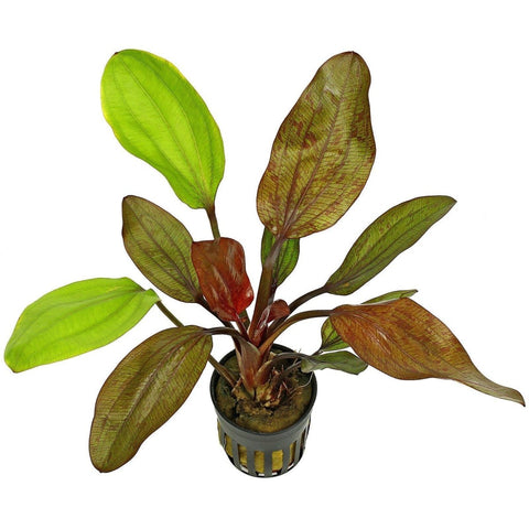 Echinodorus Fancy Twist - Apex AquaticEchinodorus Fancy Twist