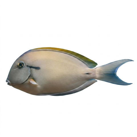 Epaulette Tang