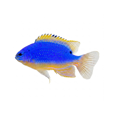 Fiji Blue Devil Damsel