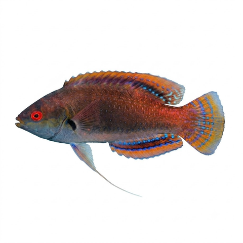 Fine Spotted Fairy Wrasse