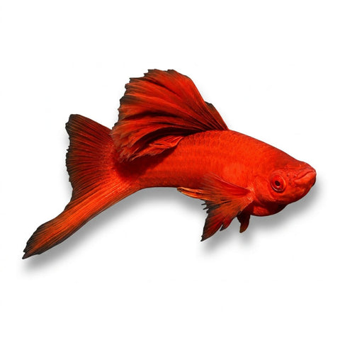 Firecracker Swordtail - Apex AquaticFirecracker Swordtail