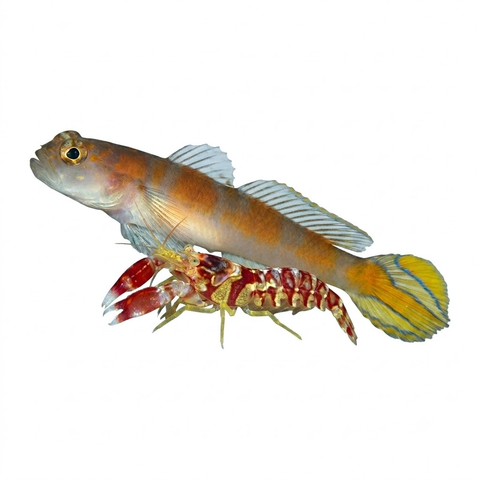 Flagtail Shrimp Goby