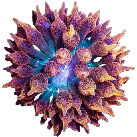Colorful coral polyp under a microscope on a black background