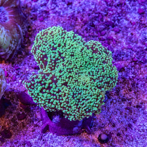 Frogspawn - Apex AquaticFrogspawn