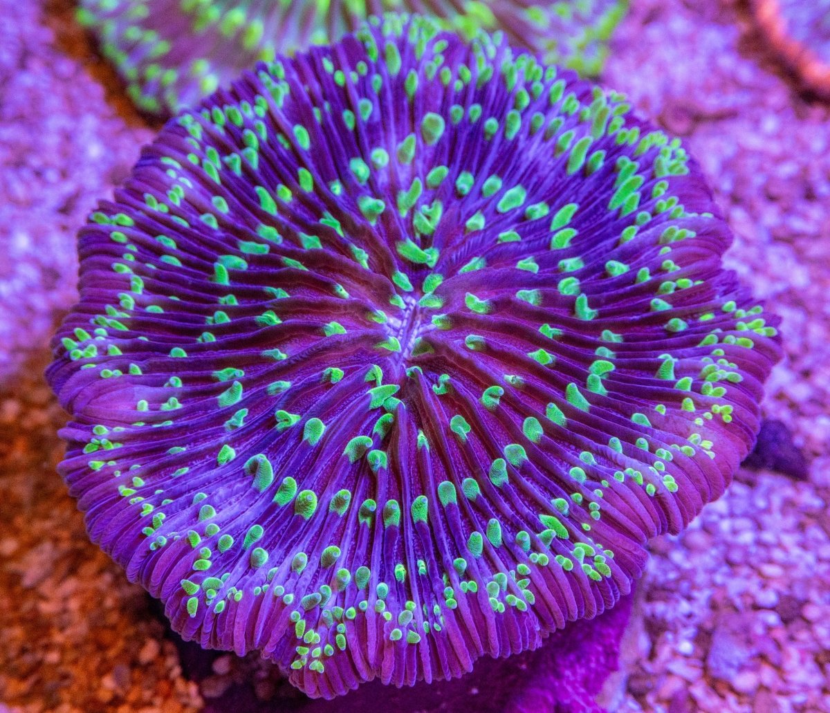 Fungia - Apex AquaticFungia