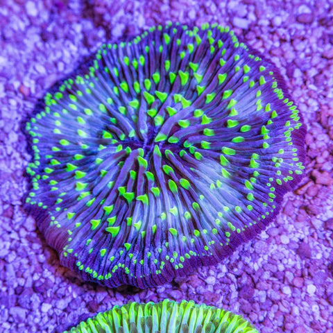 Fungia - Apex AquaticFungia