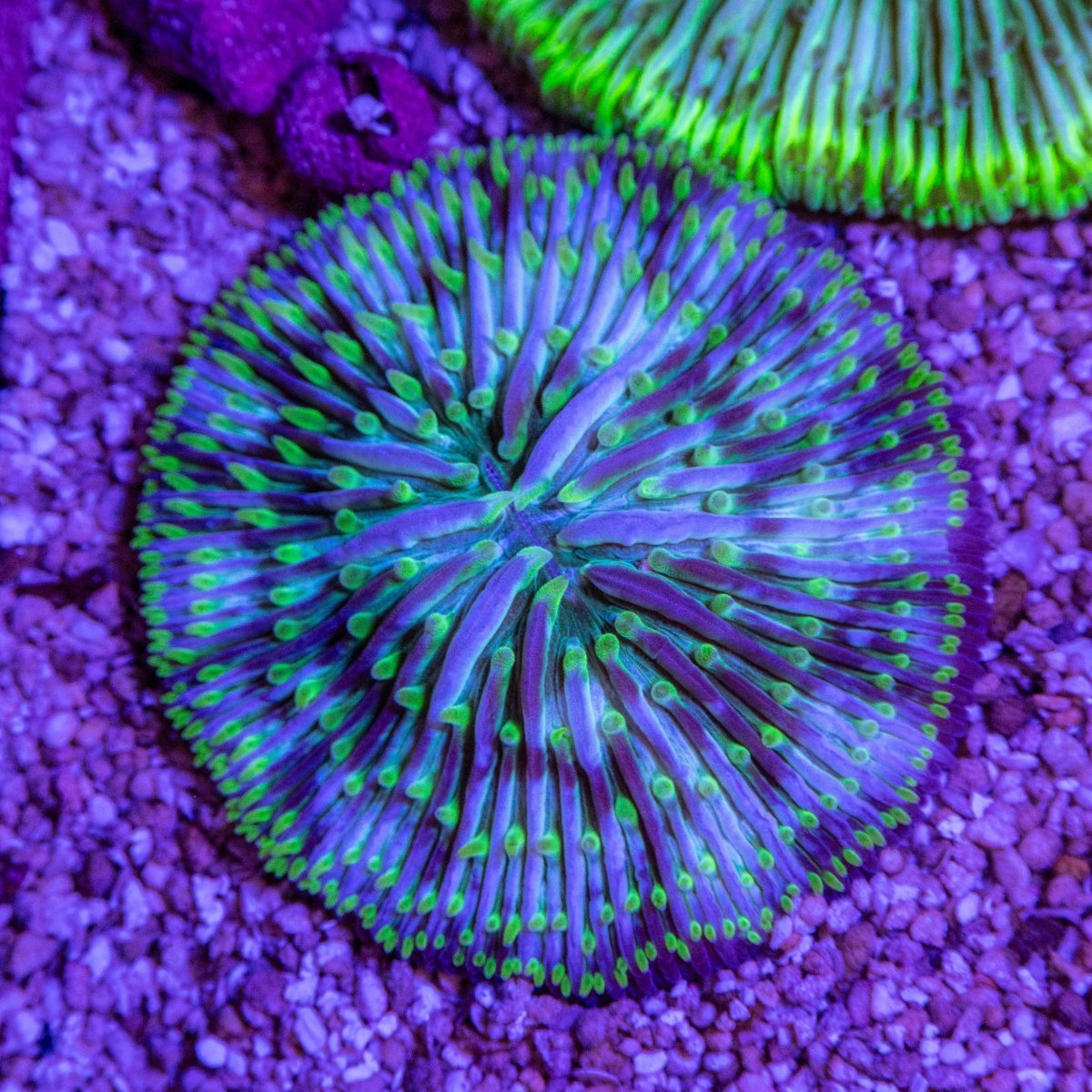 Fungia - Apex AquaticFungia