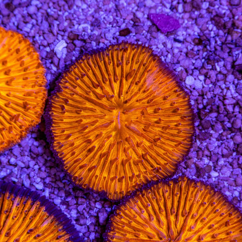 Fungia - Apex AquaticFungia