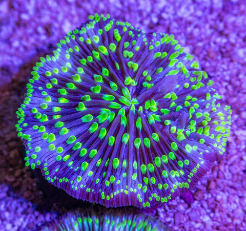 Fungia - Apex AquaticFungia
