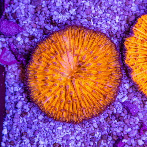 Fungia - Apex AquaticFungia