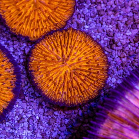 Fungia - Apex AquaticFungia