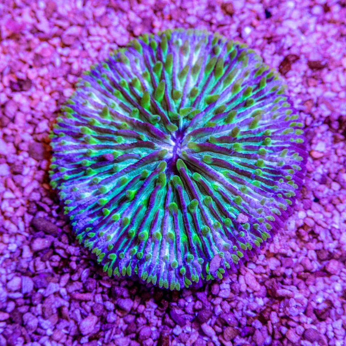 Fungia - Apex AquaticFungia