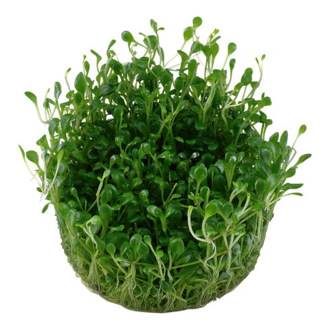 Glossostigma Elatinoides - Apex AquaticGlossostigma Elatinoides