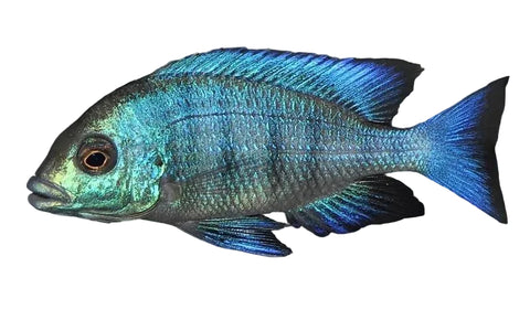 Gissel Cichlid