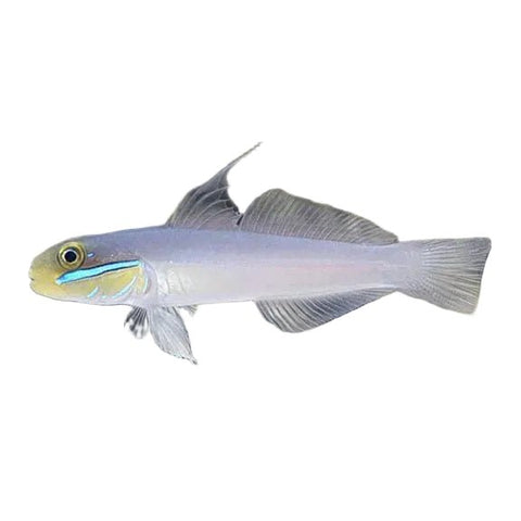 Gold Head Sleeper Goby - Apex AquaticGold Head Sleeper Goby