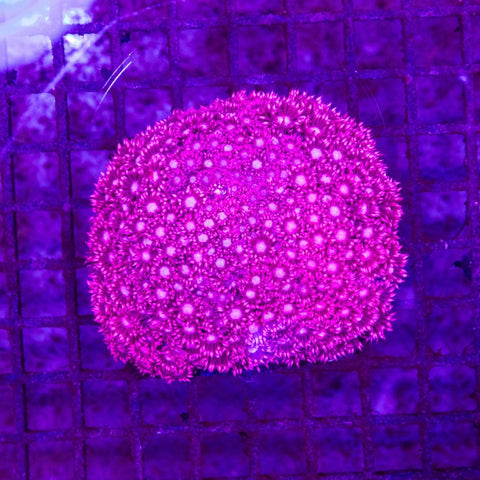 Goniopora - Apex AquaticGoniopora