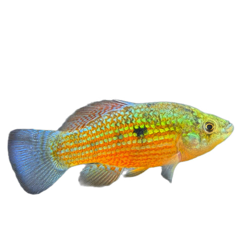 Florida Flag