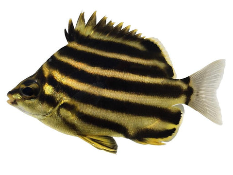 Australian Stripey