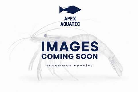 Janitor Hermit Crab - Apex AquaticJanitor Hermit Crab