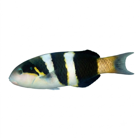 Jansen's Wrasse
