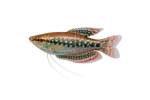 A small live aquarium fish with a metallic bronze body, bright turquoise-blue spots along its side, and red and orange accents on its fins, shown against a solid white background.
