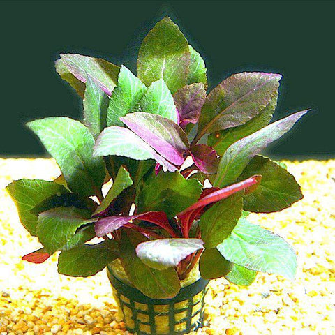 Lobelia Cardinalis - Apex AquaticLobelia Cardinalis