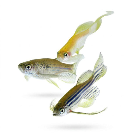 Longfin Assorted Danio - Apex AquaticLongfin Assorted Danio