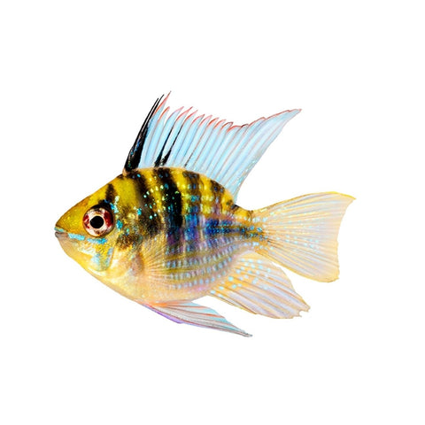 Longfin Balloon Ram - Apex AquaticLongfin Balloon Ram