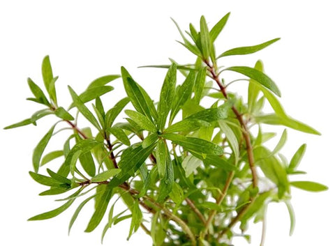 Ludwigia inclinata 'Green' - Apex AquaticLudwigia inclinata 'Green'