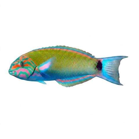 Lunar Wrasse