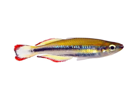 Madagascan Rainbow - Apex AquaticMadagascan Rainbow