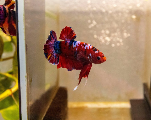 Male Betta 'Giant - MB025 - Apex AquaticMale Betta 'Giant - MB025