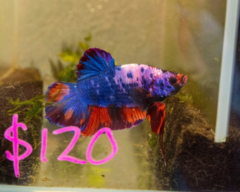 Male Betta 'Giant - MB026 - Apex AquaticMale Betta 'Giant - MB026