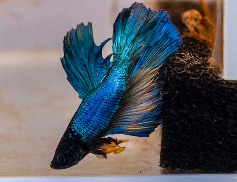 Male Betta - MB001 - Apex AquaticMale Betta - MB001