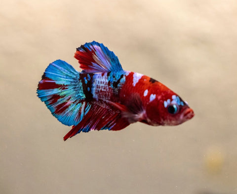 Male Betta - MB017 - Apex AquaticMale Betta - MB017