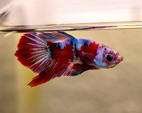 Male Betta - MB018 - Apex AquaticMale Betta - MB018