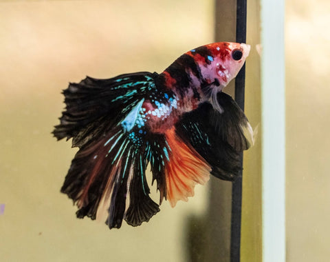 Male Betta - MB020 - Apex AquaticMale Betta - MB020