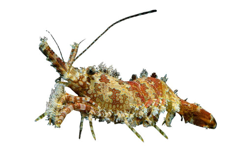 Marbled Saron Shrimp - Apex AquaticMarbled Saron Shrimp