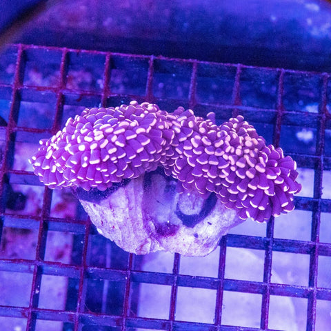 Micro Torch (Euphyllia Cristata) - Apex AquaticMicro Torch (Euphyllia Cristata)