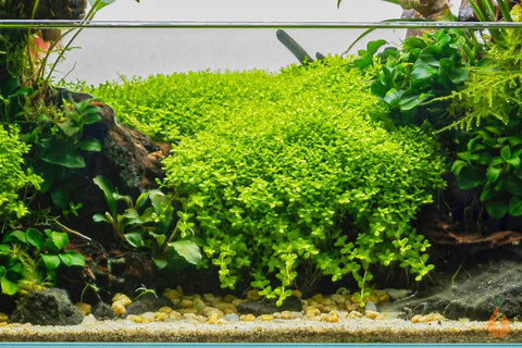 Monte Carlo - Apex AquaticMonte Carlo
