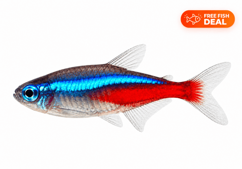 Neon Tetra - Apex AquaticNeon Tetra